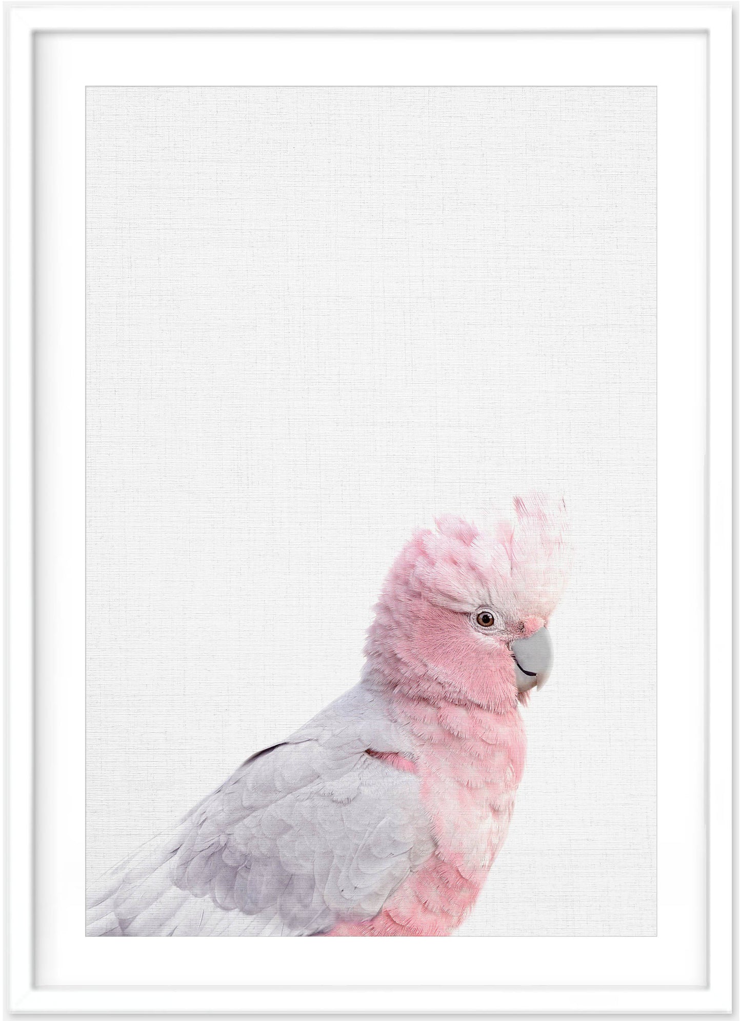 Galah Print | Australian Bird | Australian Nursery - PRINT - Fable and Fawn