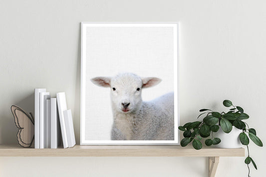 Lamb Print | Australian Nursery - PRINT - Fable and Fawn