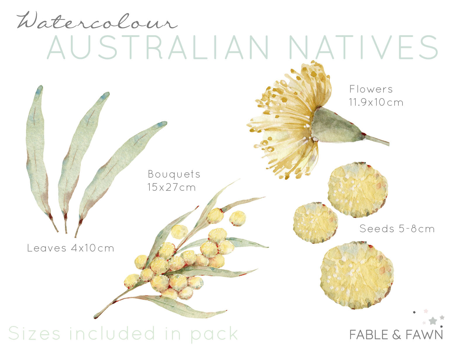 Australian Native Decals - Wattle - Wall Decals Australia - Fable and Fawn 
