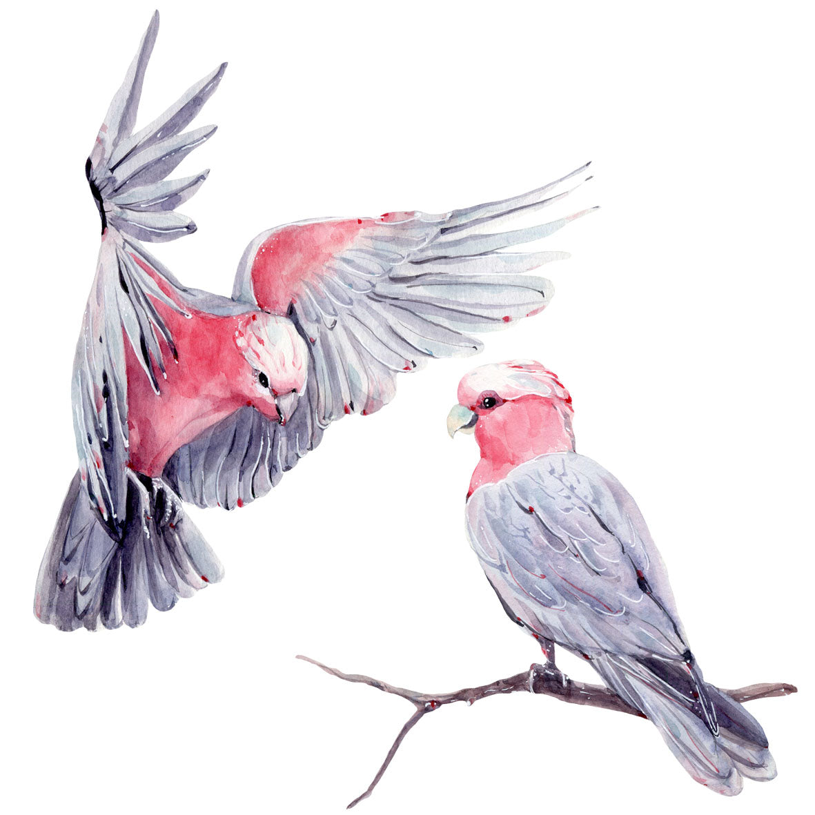 Galah 2pack ADD ON -  - Fable and Fawn 