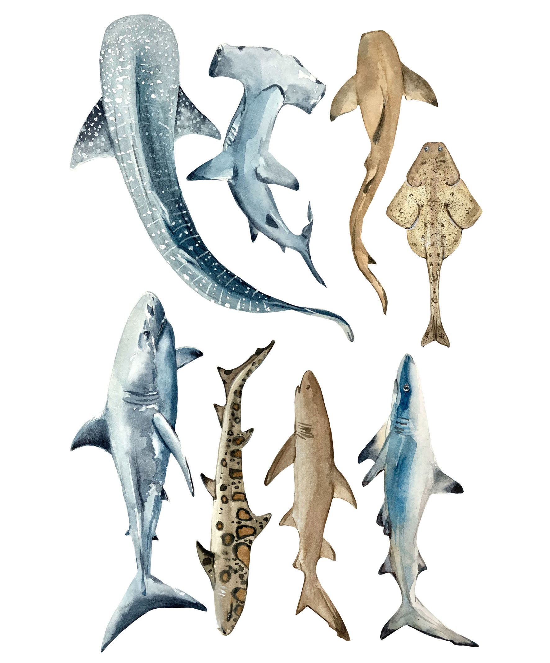 Shark Wall Stickers - Wall Decals - Fable and Fawn 