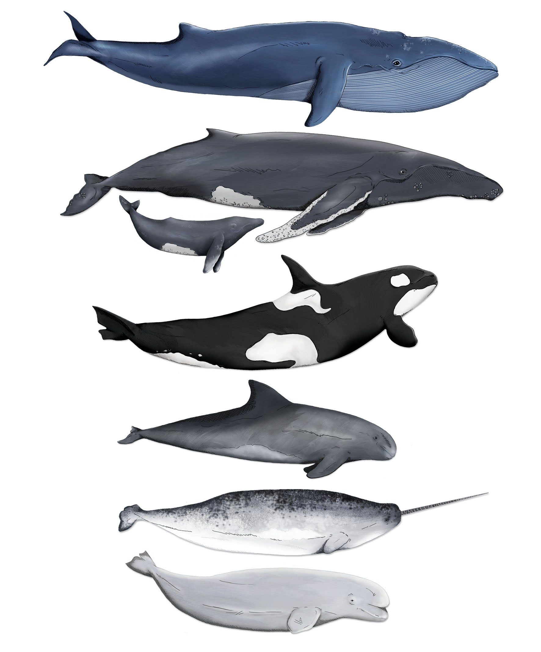 Ocean Themed Wall Decals (Whales) - Wall Decals - Fable and Fawn 