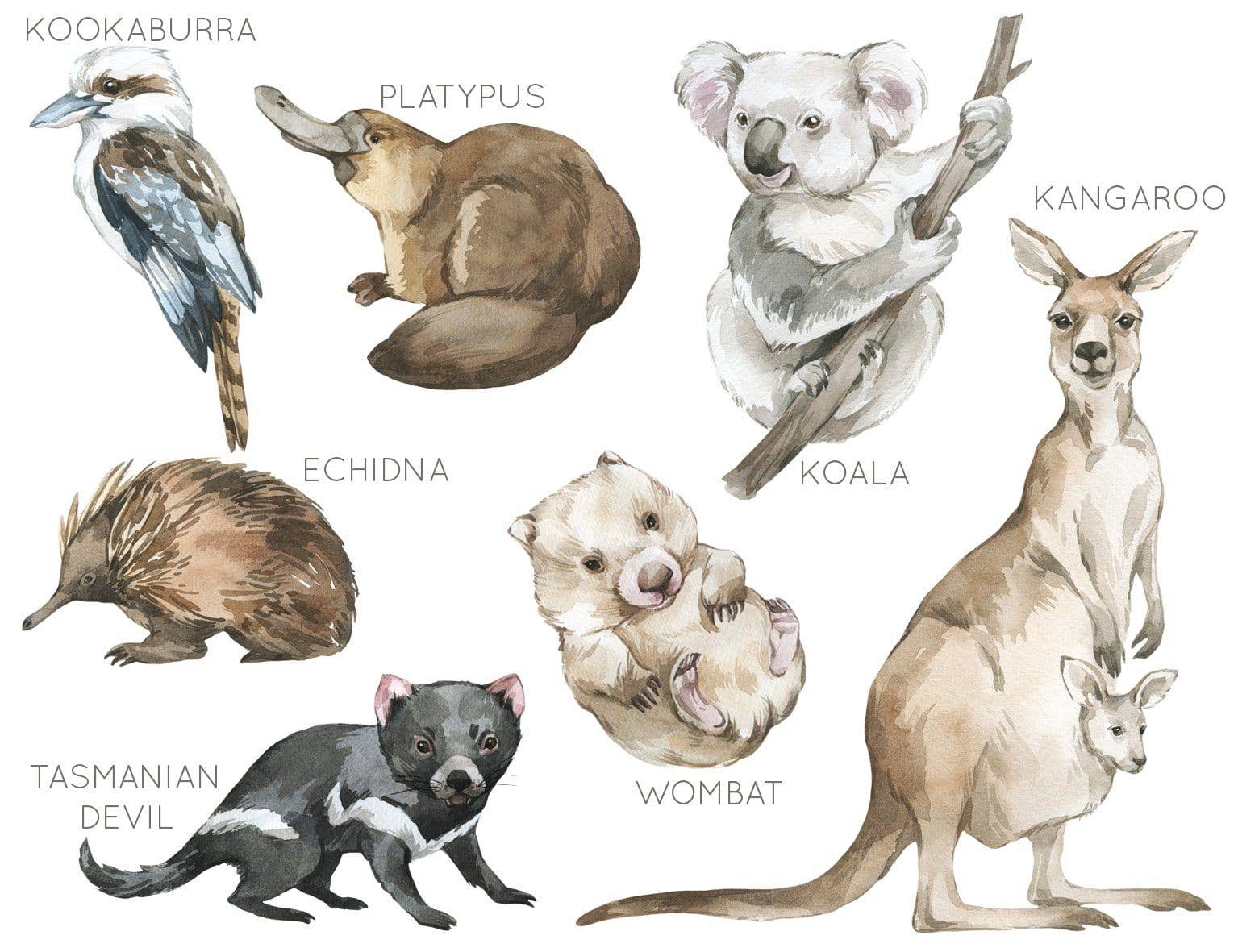 Australian Animals Wall Stickers - Pick Your Own Animals! - Wall Decals - Fable and Fawn 