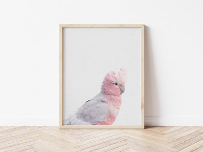 Galah Print | Australian Bird | Australian Nursery - PRINT - Fable and Fawn 