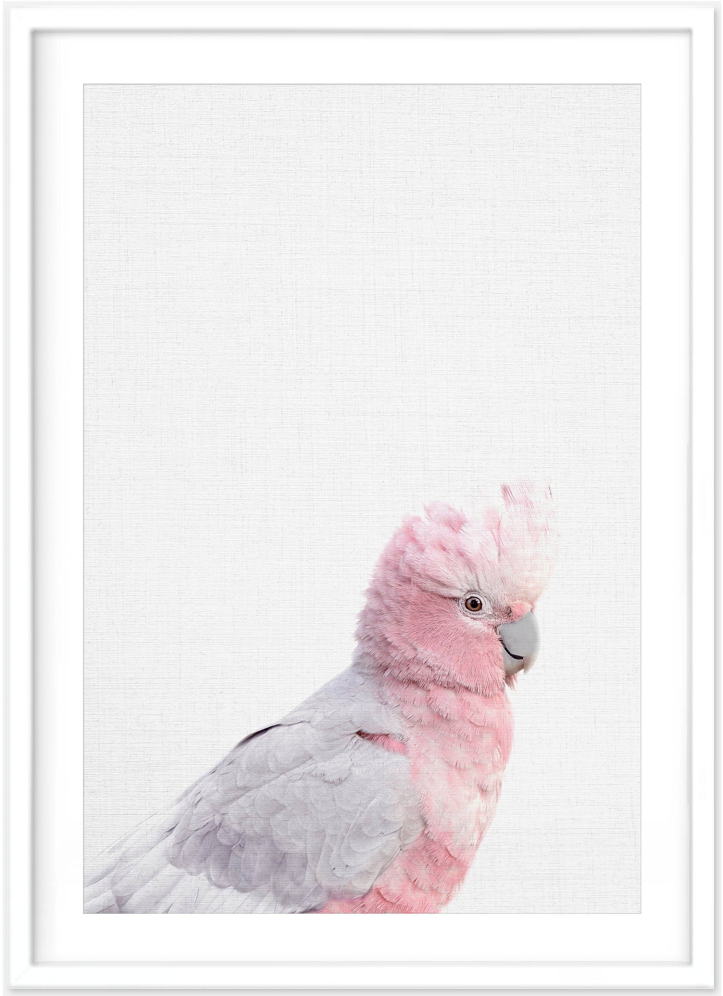 Galah Print | Australian Bird | Australian Nursery - PRINT - Fable and Fawn 