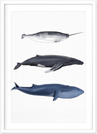 Whale Print | Narwhal | Blue Whale | Humpback Whale | Beach Decor - PRINT - Fable and Fawn 