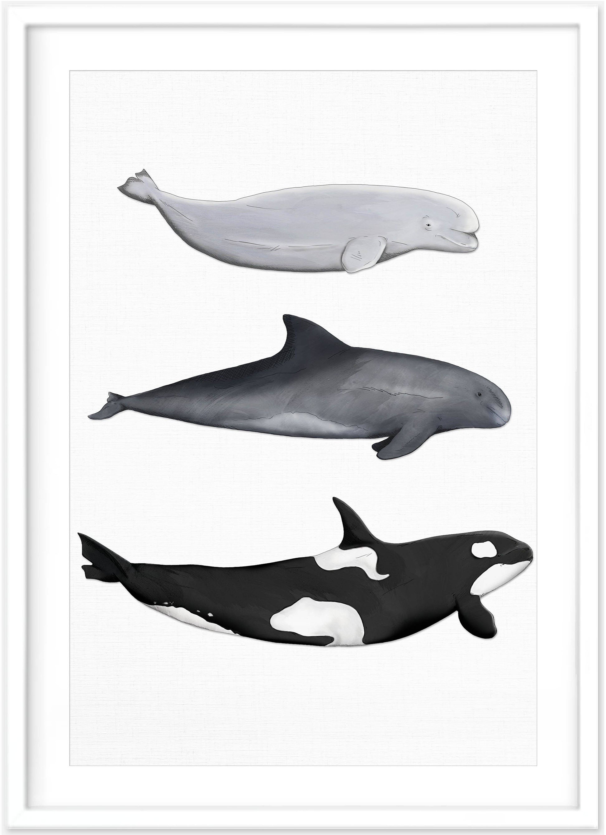 Whale Print | Orca - Pygymy Whale - Beluga Whale - PRINT - Fable and Fawn 