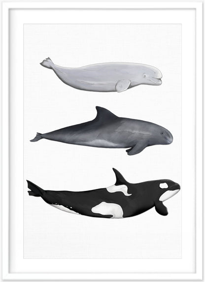 Whale Print | Orca - Pygymy Whale - Beluga Whale - PRINT - Fable and Fawn 
