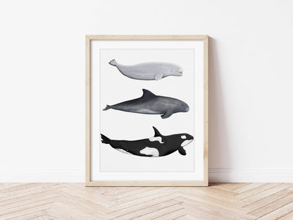 Whale Print | Orca - Pygymy Whale - Beluga Whale - PRINT - Fable and Fawn 
