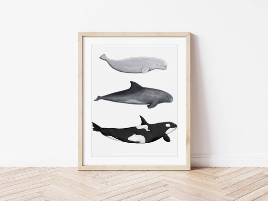 Whale Print | Orca - Pygymy Whale - Beluga Whale - PRINT - Fable and Fawn 